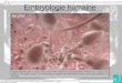 Embryologie humaine LEONARD François & VANOUTRYVE Simon / 5°TSA / Biologie appliquée / mai 2012 1er jour Aussitôt déposés dans le vagin, entre 100 et 300