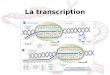 La transcription 1. Définition Cest un processus moléculaire qui permet de transformer linformation génétique, contenue dans un gène, en une molécule