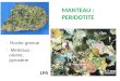 MANTEAU : PERIDOTITE LPA - Roche grenue - Minéraux : olivine, pyroxène