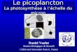 Le picoplancton La photosynthèse à léchelle du micron Daniel Vaulot Station Biologique de Roscoff CNRS and Université Paris 6, France