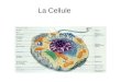 La Cellule. DNA Les nucléotides Le code génétique