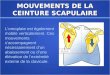 MOUVEMENTS DE LA CEINTURE SCAPULAIRE Lomoplate est également mobile verticalement. Ces mouvements saccompagnent nécessairement dun abaissement ou dune