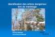 Identification des arbres dangereux lors du martelage Martial Grenon Jean-Pascal Gravel 1 Mis à jour en avril 2013