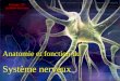 Anatomie et fonction du Système nerveux Anatomie et fonction du Système nerveux Biologie 12F Système Nerveux