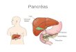 Pancréas. Structure du pancréas Annexée au tube digestif Située derrière l'estomac, devant et au- dessus des reins Formé des tissus endocrines et exocrines