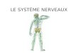 LE SYSTÈME NERVEAUX. Quel est le système nerveux? Un système biologique responsable de l'envoi, de la réception et du traitement des influx nerveux Il