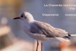 La Charente maritime Vue du ciel par sa mouette ! ! ! Diaporama musical de Filip