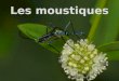 Les Culicidae, communément appelés moustiques, sont classés dans lordre des Diptères et le sous-ordre des Nématocères, ils sont caractérisés par des antennes