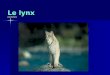 Le lynx par Zachary. Mon animal est le loup-cervier ou le lynx. Le lynx est un félin tout comme le chat