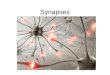 Synapses. Definition dun synapse Lespace entre deux neurones communiquant Généralement entre le bouton terminal dun neurone et la dendrite dun autre neurone