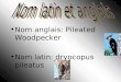 Nom anglais: Pileated Woodpecker Nom latin: dryocopus pileatus