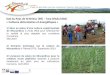 Sud du Pays de St-Brieuc (FR) – Tara Oltului (RO) « Cultures alimentaires et énergétiques » 1 2/ Semaine technique sur la culture du Miscanthus à Plaintel