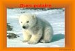 Ours polaire Par:stephanie.A.. Habitat On le retrouve autour du pôle nord, du Groenland, des Régions plus au sud de lAmérique du nord et de lAsie. Nourriture