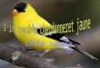Au Canada et aux États-Unis, il existe un oiseau assez commun: le Chardonneret jaune. Surnommé serin sauvage, il se déplace un peu vers le sud à lapproche