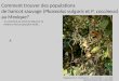 Comment trouver des populations de haricot sauvage (Phaseolus vulgaris et P. coccineus) au Mexique? ou comment se servir du GIS pour se rendre la vie (un
