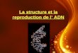 La structure et la reproduction de l ADN. Structure de lADN (P.187 à 190) Rappel : ADN : acide _______________________ L ADN est composé de ___ chaînes