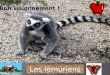 Les lémuriens Bon visionnement !. Savais-tu que les lémuriens de Madagascar figurent aujourd'hui parmi les primates les plus menacés de la planète à cause