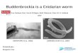 1 Buddenbrockia is a Cnidarian worm Eva Jiménez-Guri, Hervé Philippe, Beth Okamura, Peter W. H. Holland 2007 Présenté par : Benjamin Céa (MONTEIRO et al.,