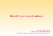 Génétique moléculaire Christèle COLLADOS d’après Gilles BOURBONNAIS (