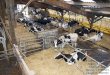 Quelles est la relation entre l’utilisation des logettes et les risques de blessures des vaches laitières? Promotion 151 Spécialité Agriculture Parcours