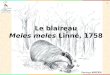 1 Le blaireau Meles meles Linné, 1758. 2 Systématique Biologie Habitat Indices de présence Aire de répartition en France Causes de mortalité Statut juridique