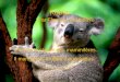 Koala Par Florence et Noémie Il est de la classe des mammifères. Il mange des feuilles d’eucalyptus