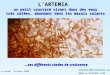 L’ARTEMIA contact@a-artemi.com  un petit crustacé vivant dans des eaux très salées, abondant dans les marais salants …ses différents stades
