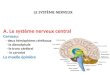 LE SYSTÈME NERVEUX A. Le système nerveux central Cerveau: - deux hémisphères cérébraux - le diencéphale - le tronc cérébral - le cervelet La moelle épinière