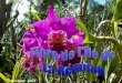 Cliquer pour avancer Orchidées : Famille de plantes de la classe des monocotylédones, qui comprend plus de 20 000 espèces
