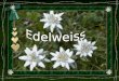 Edelweiss - Áustria