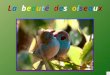La beauté des oiseaux - The beauty of birds
