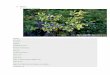 Catalogue plantes sol_acide_ou_neutre_mur_vegetal
