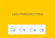 les phagocytes