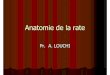 Anatomie De La Rate