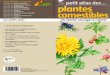 Petit Atlas des Plantes comestibles - 60 plantes sauvages   cuisiner