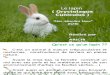 Lapin ( lapin néo-zélandais blanc) NZB