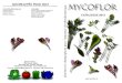 Mycoflor Catalogue 2012