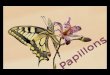 0 Papillons
