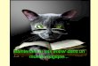 The magic cat_eye jesninne