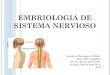 Embriologia de sistema nervioso