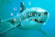 06 Pourquoi Les Requins Blancs Attaquent Sur Les Plages De Floride [Interdit  18ans]