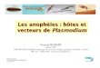 Les anophèles : hôtes et vecteurs de Plasmodium