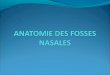 Fosses nasales