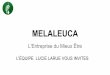 Melaleuca   01 promo client