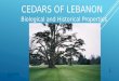 Cedars of lebanon