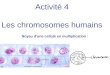 Activité 4 Les chromosomes humains