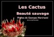 Les Cactus  Beauté sauvage Photos de Georges Marchand Revu et corrigé par MuMu
