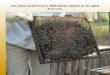 Une colonie contient environ 50000 abeilles réparties sur les cadres de la ruche