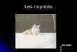 Les coyotes