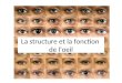 La structure de l’oeil